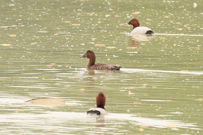Moretta tabaccata  - Helmut Frind