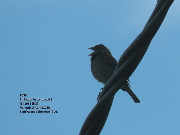 Strillozzo  - Giorgio Leoni