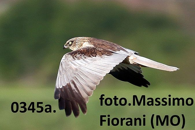 Falco di palude  - Giorgio Leoni