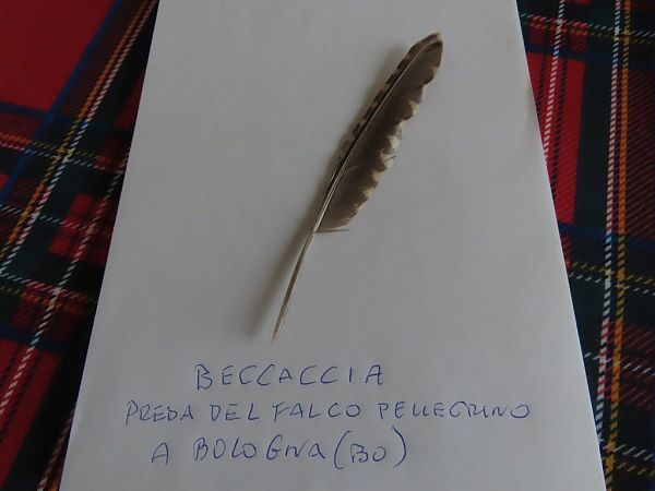 Beccaccia  - Giorgio Leoni