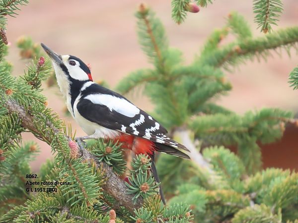 Picchio rosso maggiore  - Giorgio Leoni