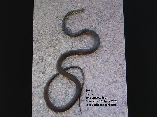 Biacco  - Giorgio Leoni