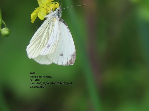 Pieris napi  - Giorgio Leoni