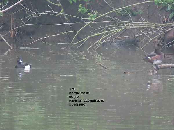 Moretta  - Giorgio Leoni