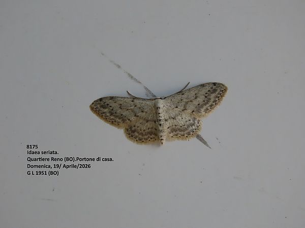 Idaea seriata  - Giorgio Leoni