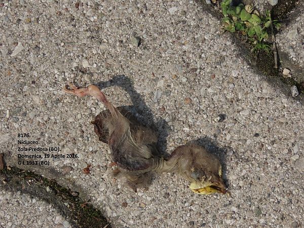 Bird, unidentified  - Giorgio Leoni