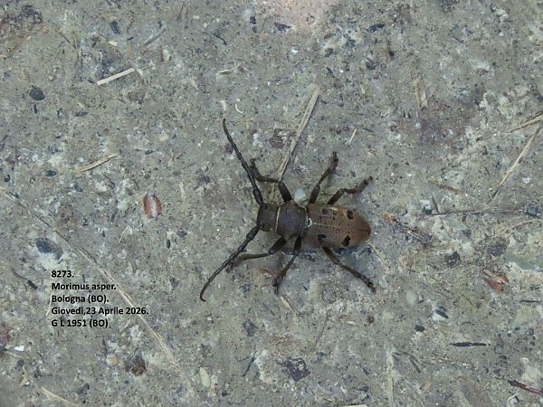 Coleoptera sp.  - Giorgio Leoni