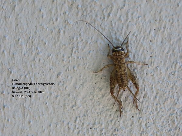 Eumodicogryllus bordigalensis  - Giorgio Leoni