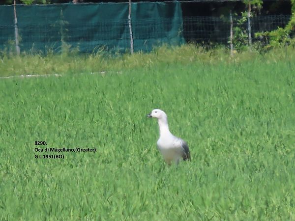 Oca di Magellano  - Giorgio Leoni