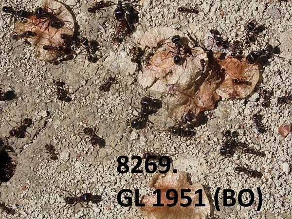 Formica sp.  - Giorgio Leoni
