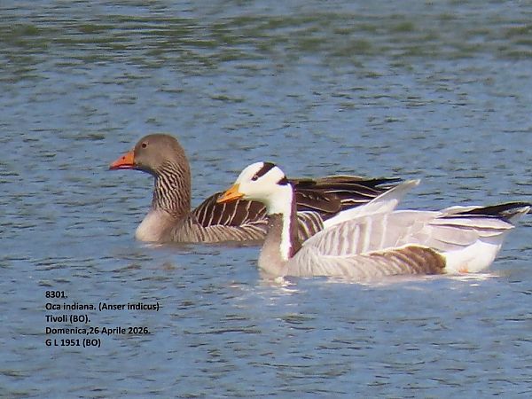 Oca indiana  - Giorgio Leoni