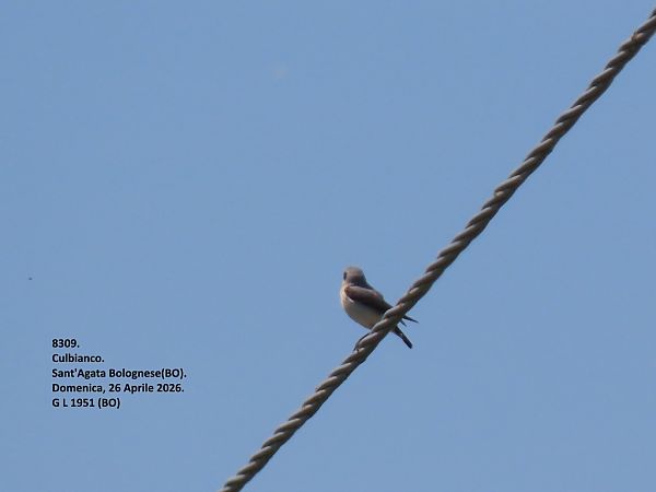 Culbianco  - Giorgio Leoni