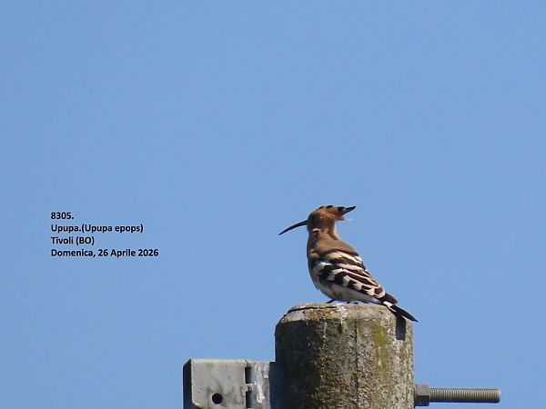 Upupa  - Giorgio Leoni