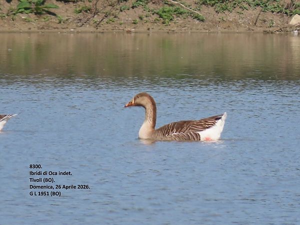 Ibrido di Oca indet . (Anser sp. o Branta sp.)  - Giorgio Leoni
