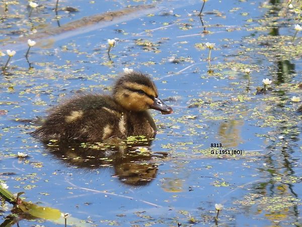 Germano reale  - Giorgio Leoni