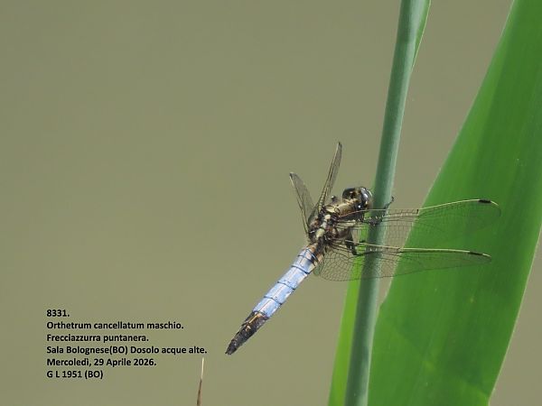 Orthetrum cancellatum  - Giorgio Leoni