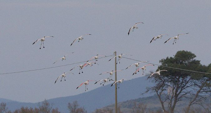 Fenicottero  - Marcello Longeri