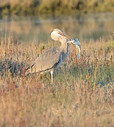 Airone cenerino  - Marcello Longeri