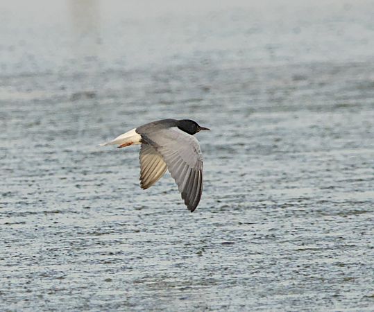 Mignattino alibianche  - Marcello Longeri