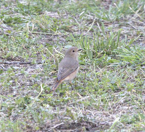 Codirosso  - Marcello Longeri