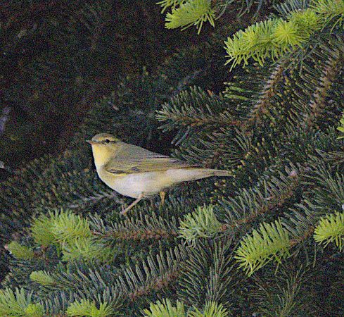 Luì grosso  - Marcello Longeri