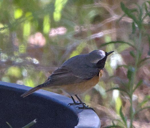 Codirosso  - Marcello Longeri