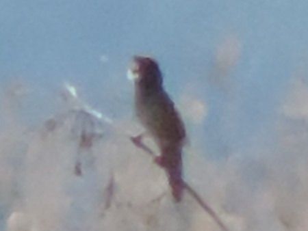 Salciaiola  - Claudio Bucciarelli