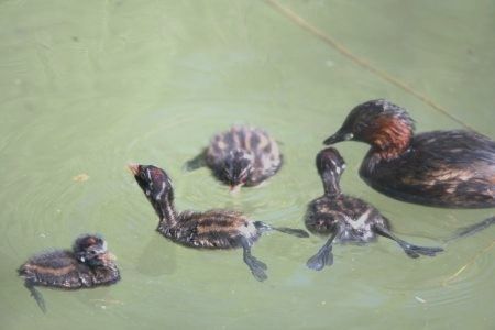 Tuffetto  - Claudio Bucciarelli