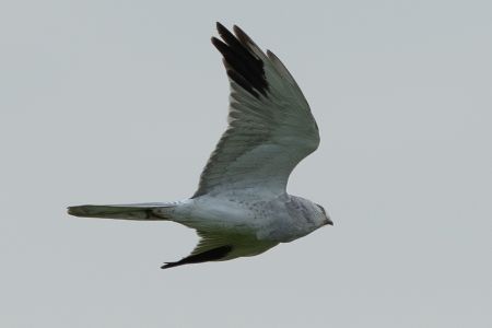 Albanella pallida  - Claudio Bucciarelli