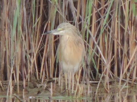Sgarza ciuffetto  - Claudio Bucciarelli