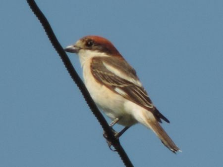 Averla capirossa  - Claudio Bucciarelli