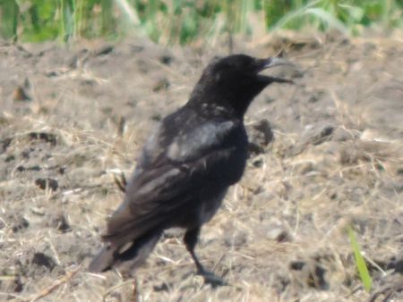 Ibrido Cornacchia nera x grigia  - Claudio Bucciarelli