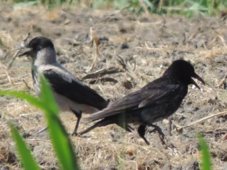Ibrido Cornacchia nera x grigia  - Claudio Bucciarelli