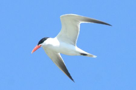 Sterne caspienne  - Claudio Bucciarelli