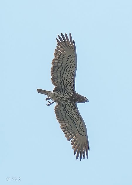 Biancone  - Ranieri Paluselli