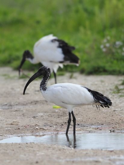 Ibis sacré  - Alessandro Poto