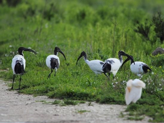 Heiliger Ibis  - Alessandro Poto