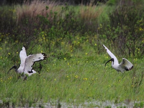 Ibis sacro  - Alessandro Poto