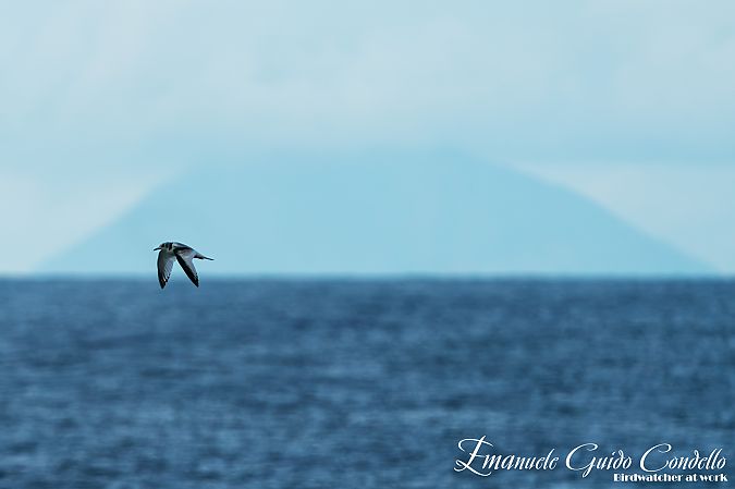 Gabbiano tridattilo  - Emanuele Guido Condello