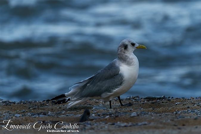 Gabbiano tridattilo  - Emanuele Guido Condello