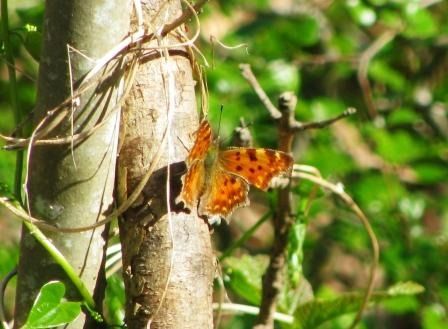 Polygonia c-album  - Fabio Simonazzi