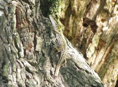 Lucertola campestre  - Fabio Simonazzi