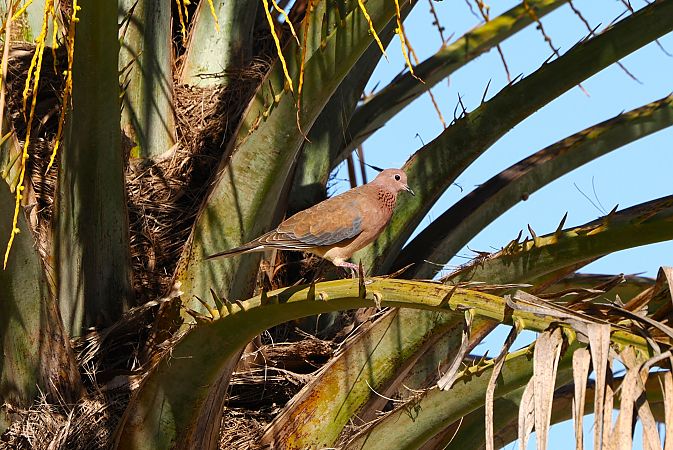 Tortora delle palme  - Lorenzo Pini