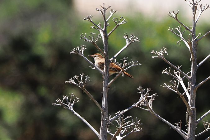 Usignolo d'Africa  - Lorenzo Pini
