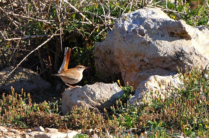 Usignolo d'Africa  - Lorenzo Pini