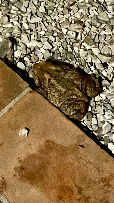 Rospo comune  - Walkerdine Susan