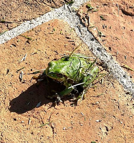 Raganella italiana  - Walkerdine Susan