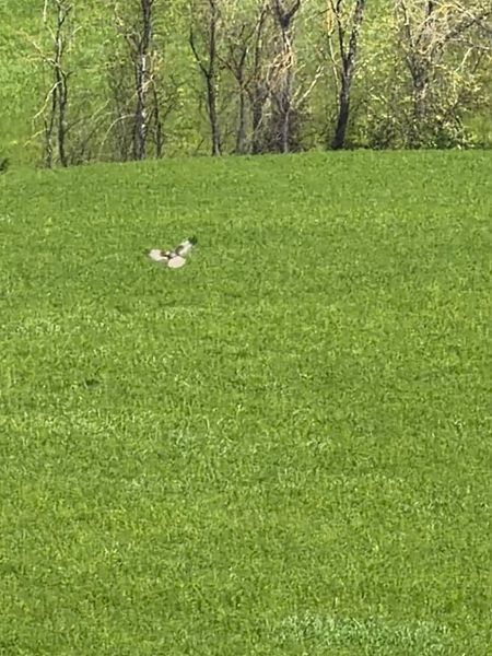 Kornweihe  - Walkerdine Susan