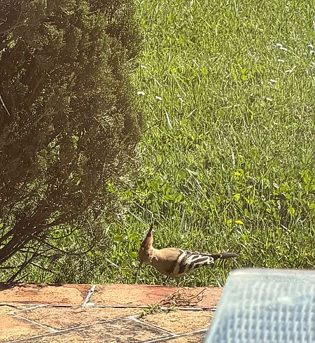 Upupa  - Walkerdine Susan