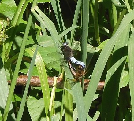 Libellula fulva  - Nicola Pilon